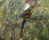 Old Sand Quarry on Mt Gibson Road